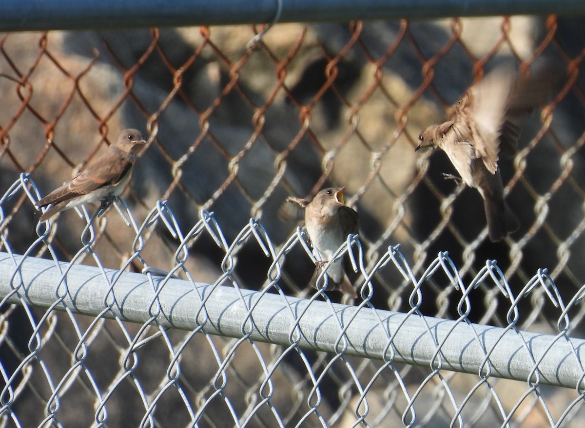 Northern Rough-winged Swallow - ML620671908