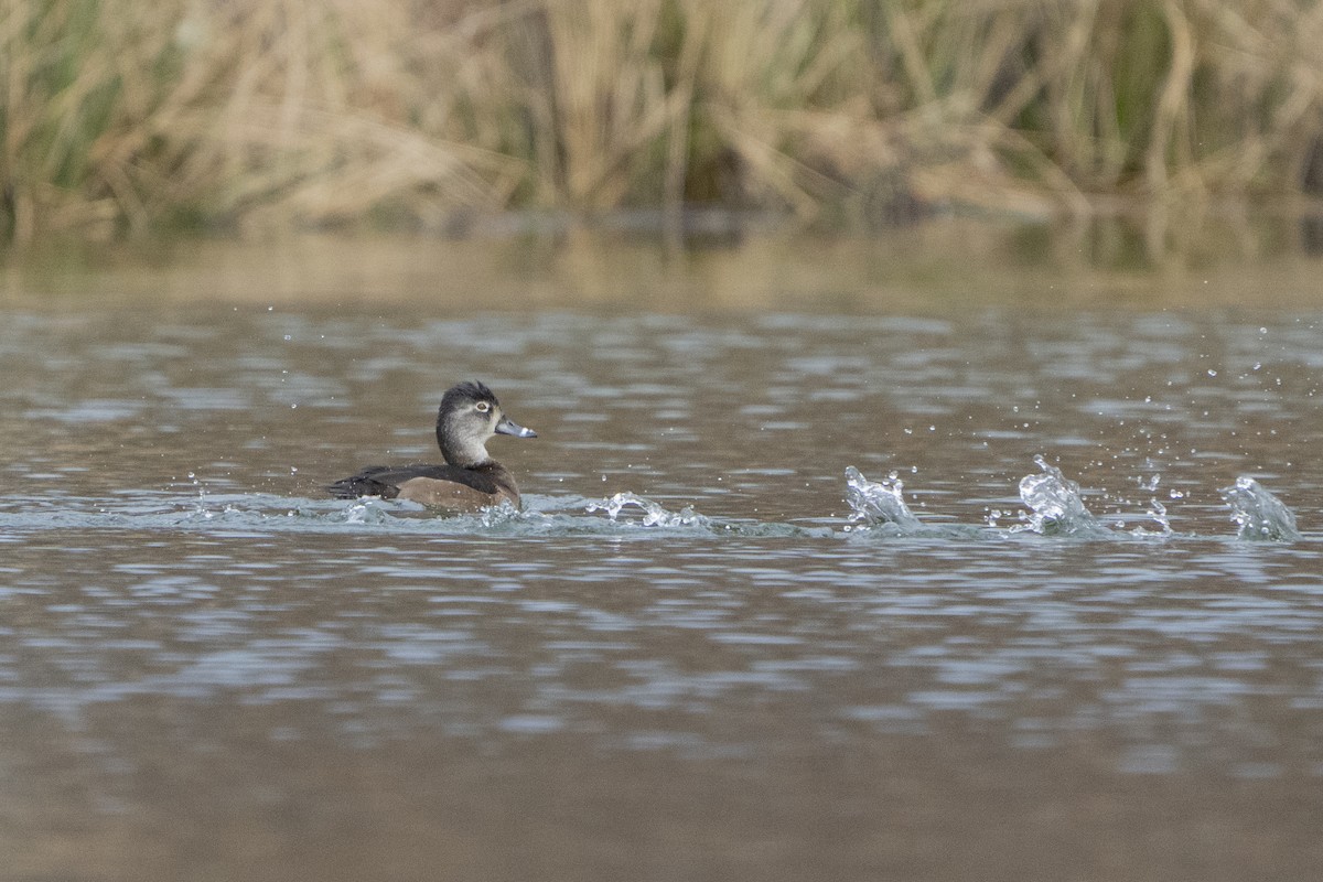 Ring-necked Duck - ML620671912