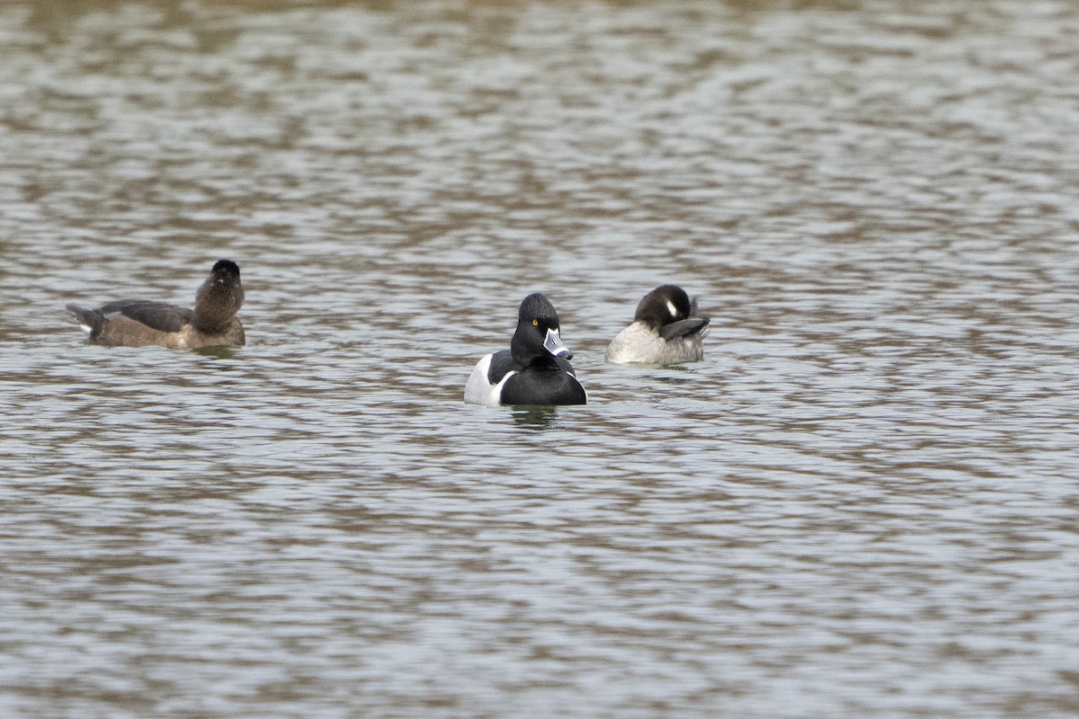 Ring-necked Duck - ML620671913