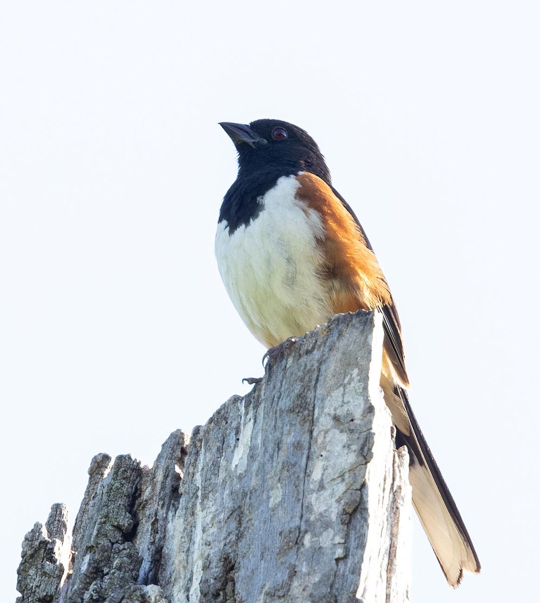 Eastern Towhee - ML620671914