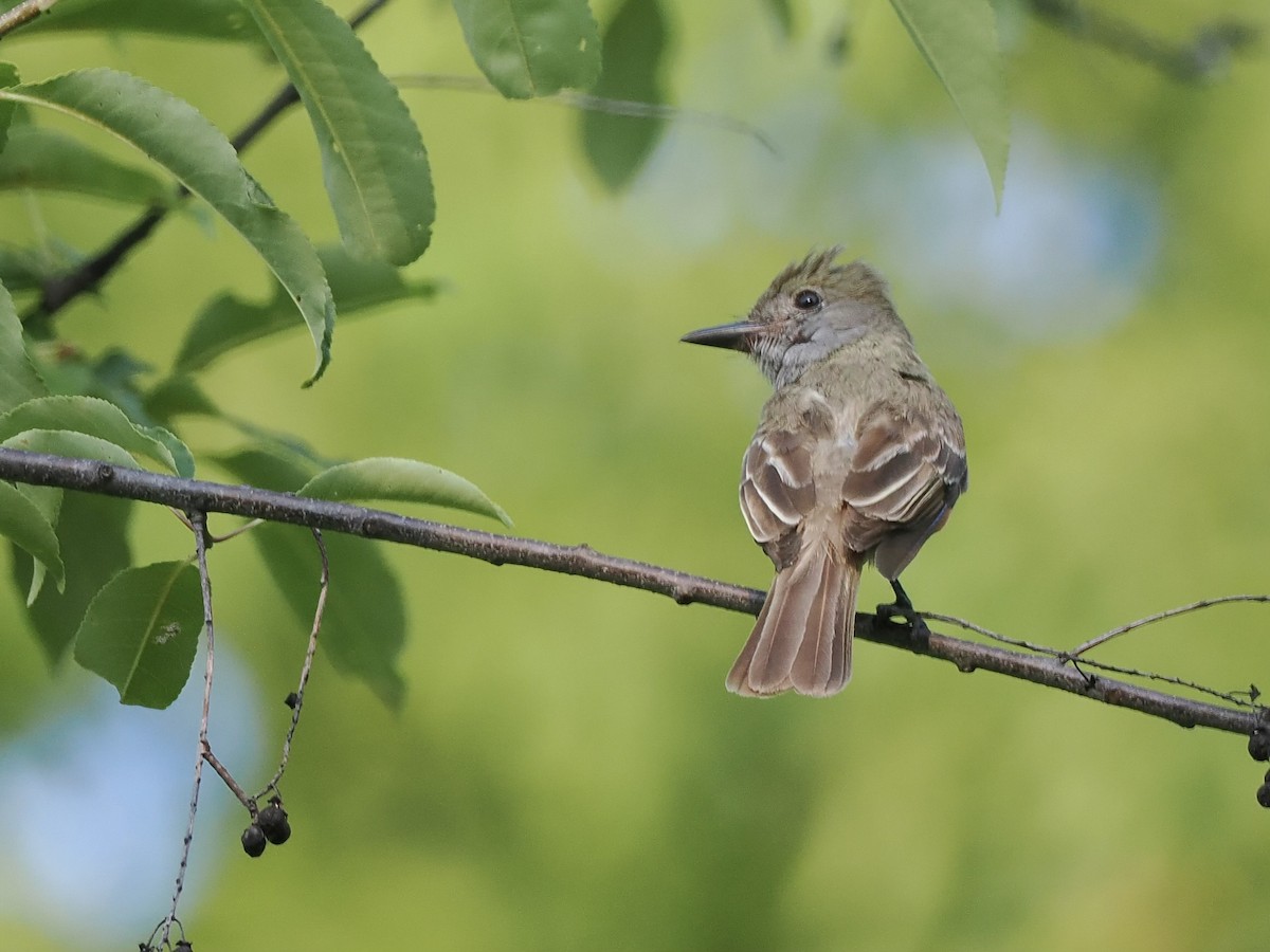 Great Crested Flycatcher - ML620671915