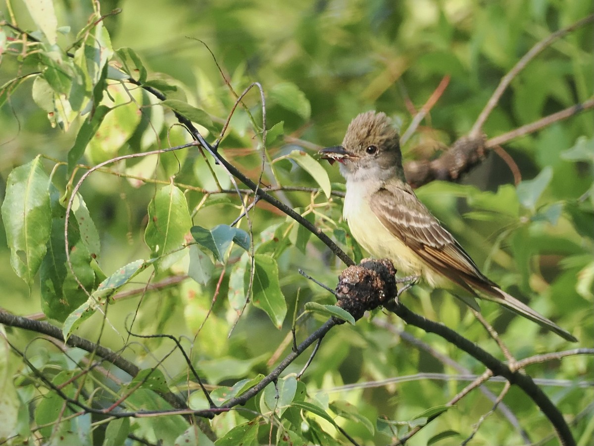 Great Crested Flycatcher - ML620671916