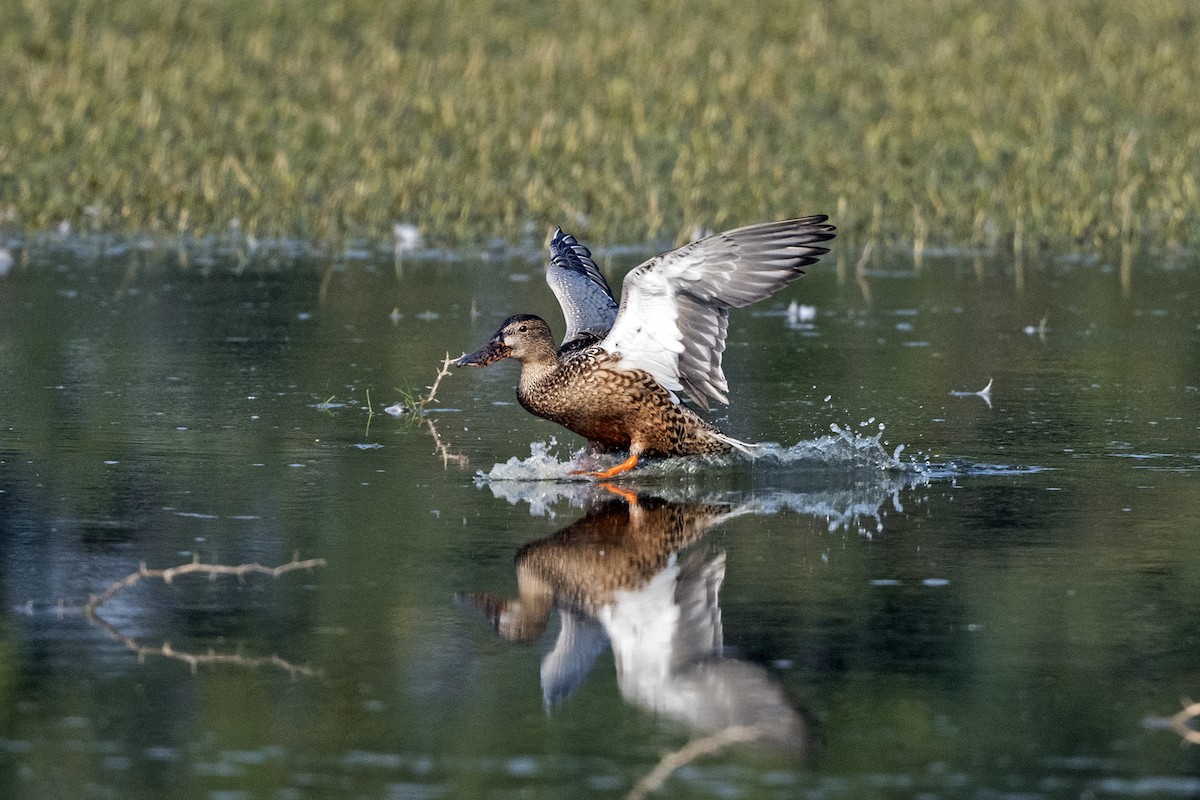 Canard souchet - ML620671917