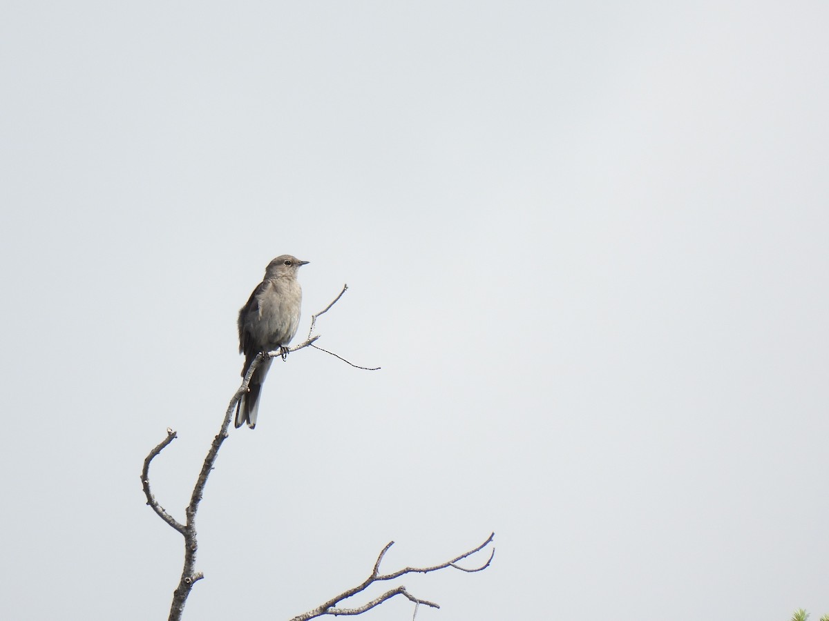 Townsend's Solitaire - ML620671918