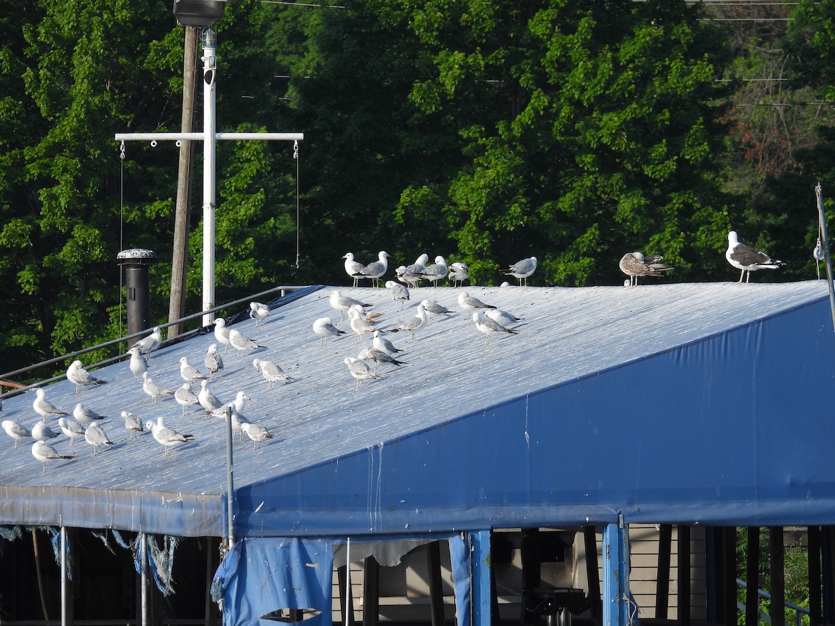 Great Black-backed Gull - ML620671919