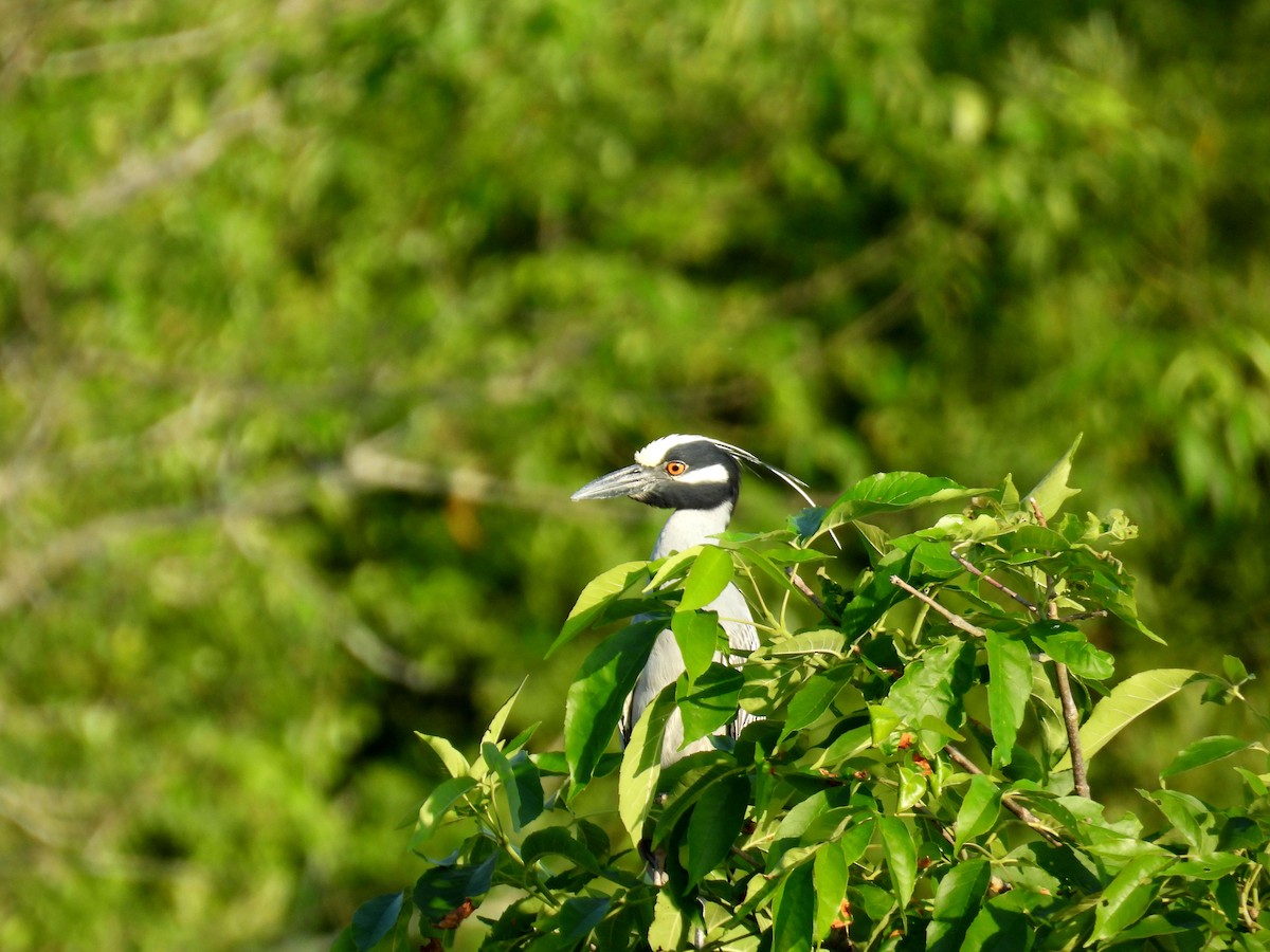 Yellow-crowned Night Heron - ML620671920