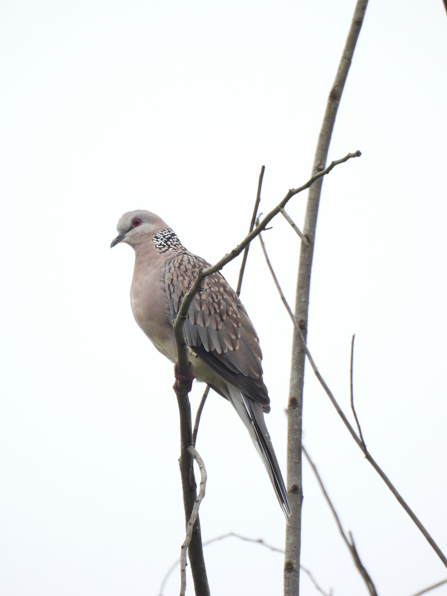 Spotted Dove - ML620671921