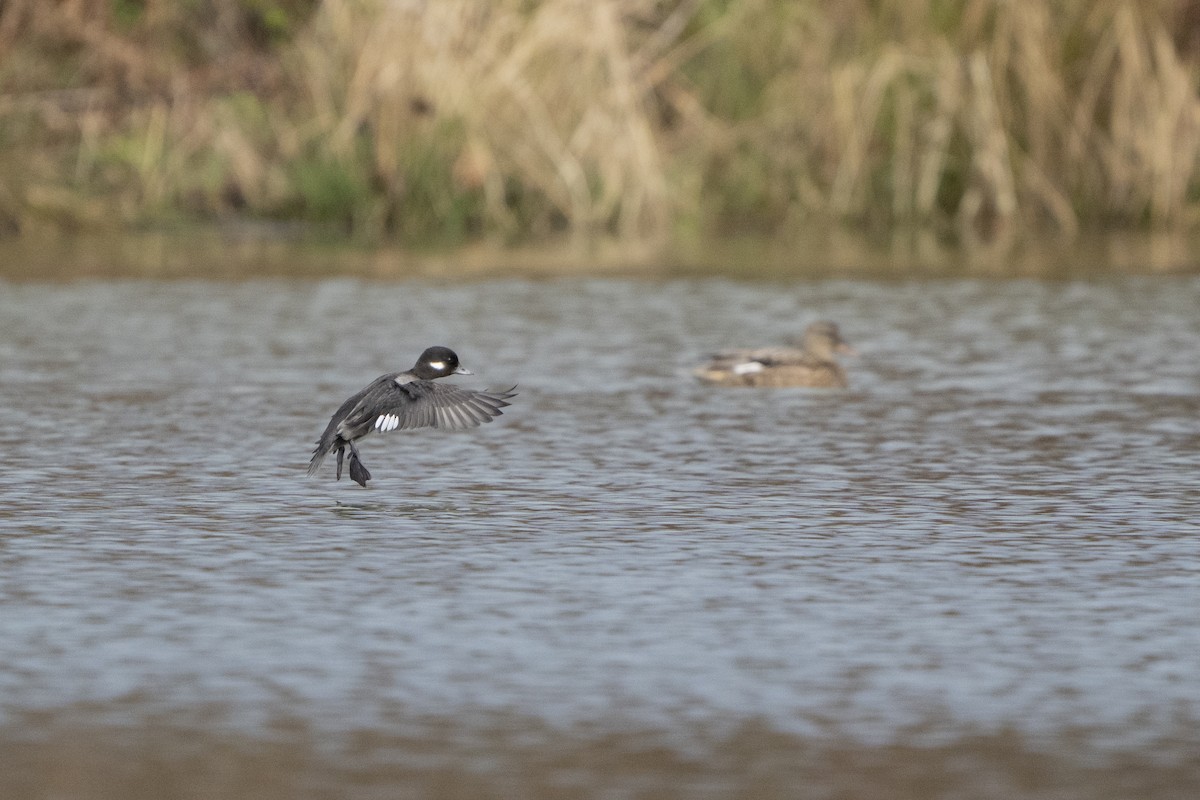 Bufflehead - ML620671923