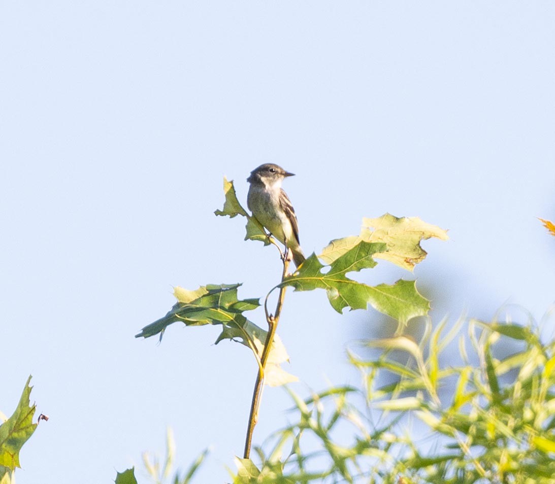 Alder Flycatcher - ML620671924