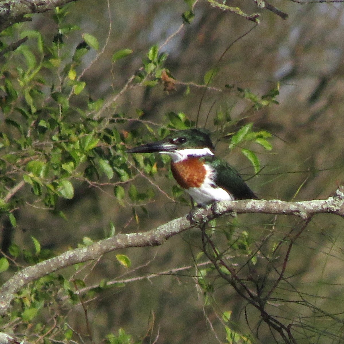 Martin-pêcheur d'Amazonie - ML620671931