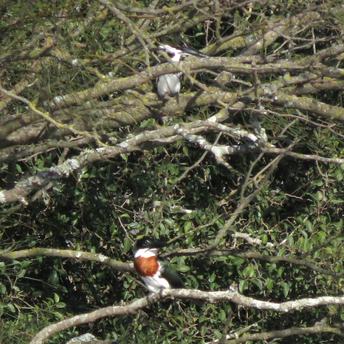 Amazon Kingfisher - ML620671932