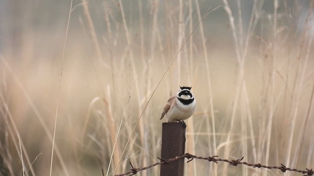 Horned Lark - ML620671934