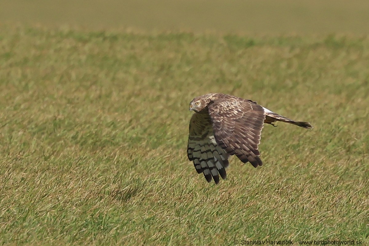 Hen Harrier - Stanislav Harvančík