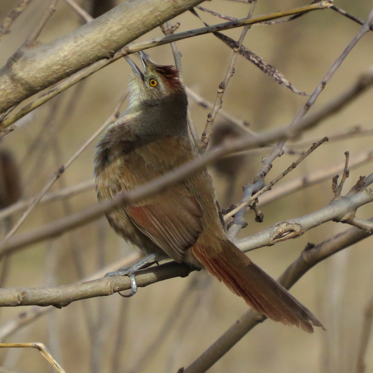 Freckle-breasted Thornbird - ML620671937