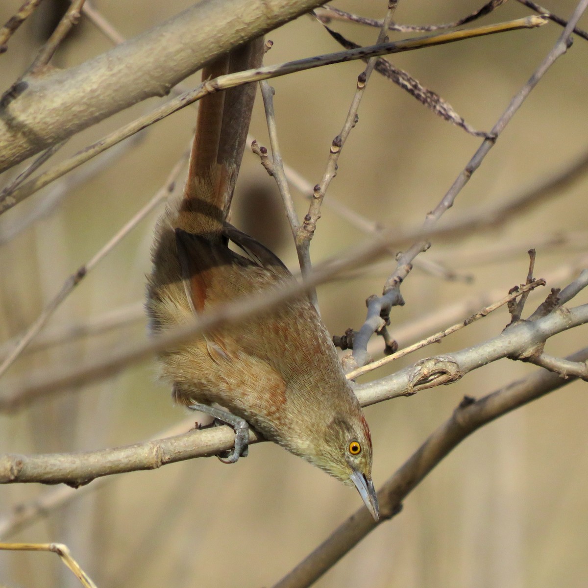 Freckle-breasted Thornbird - ML620671938