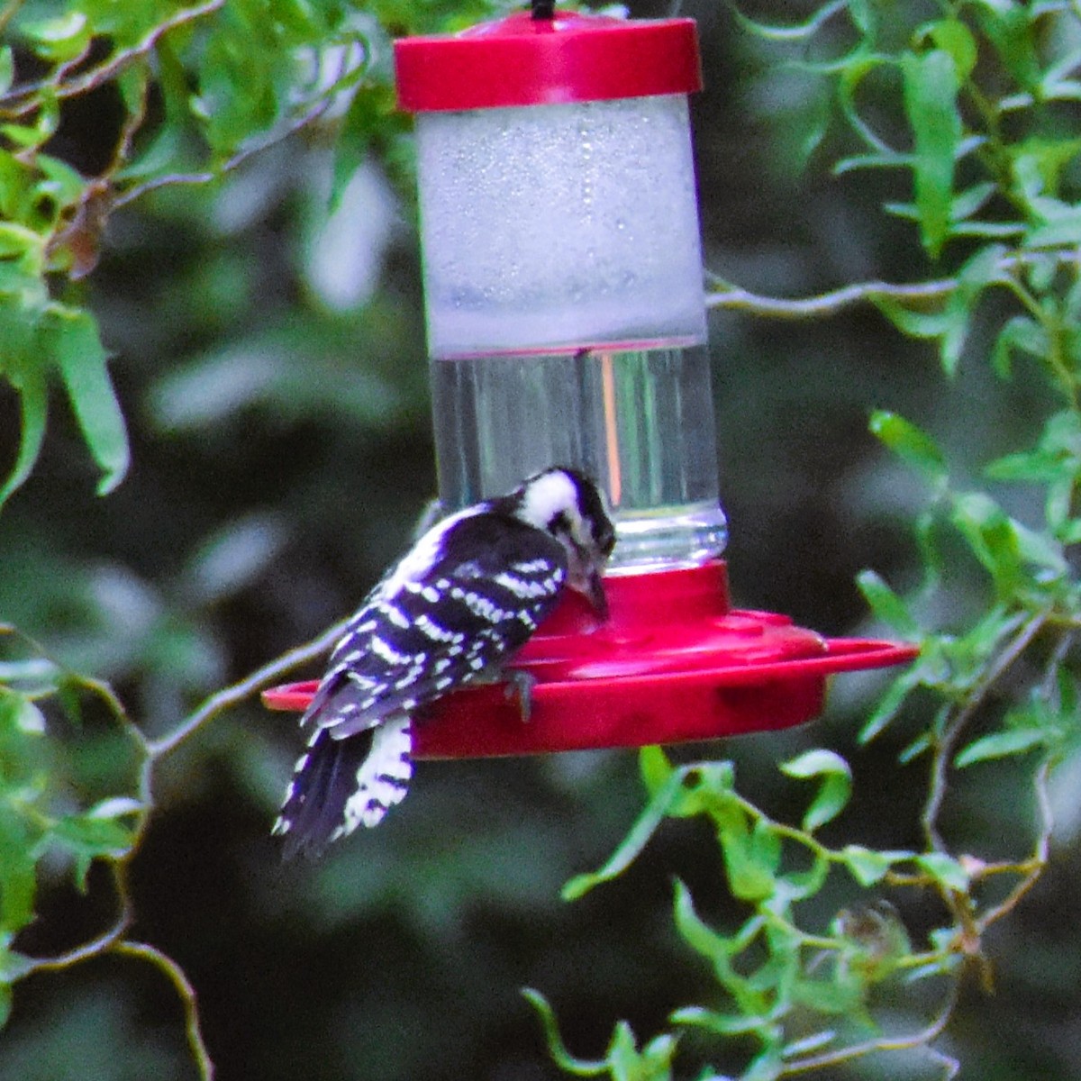 Downy Woodpecker - ML620671939