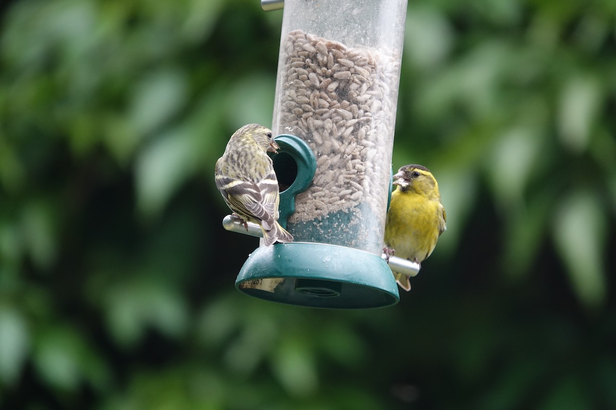 Eurasian Siskin - ML620671940