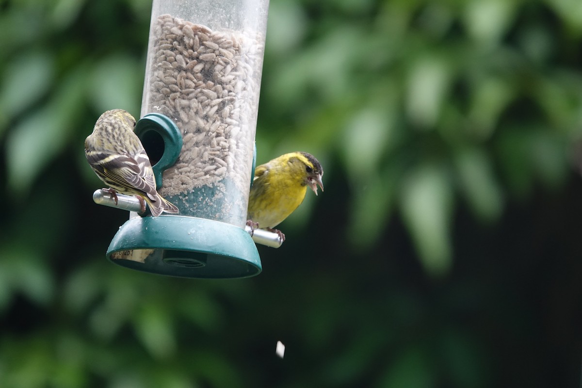 Eurasian Siskin - ML620671942