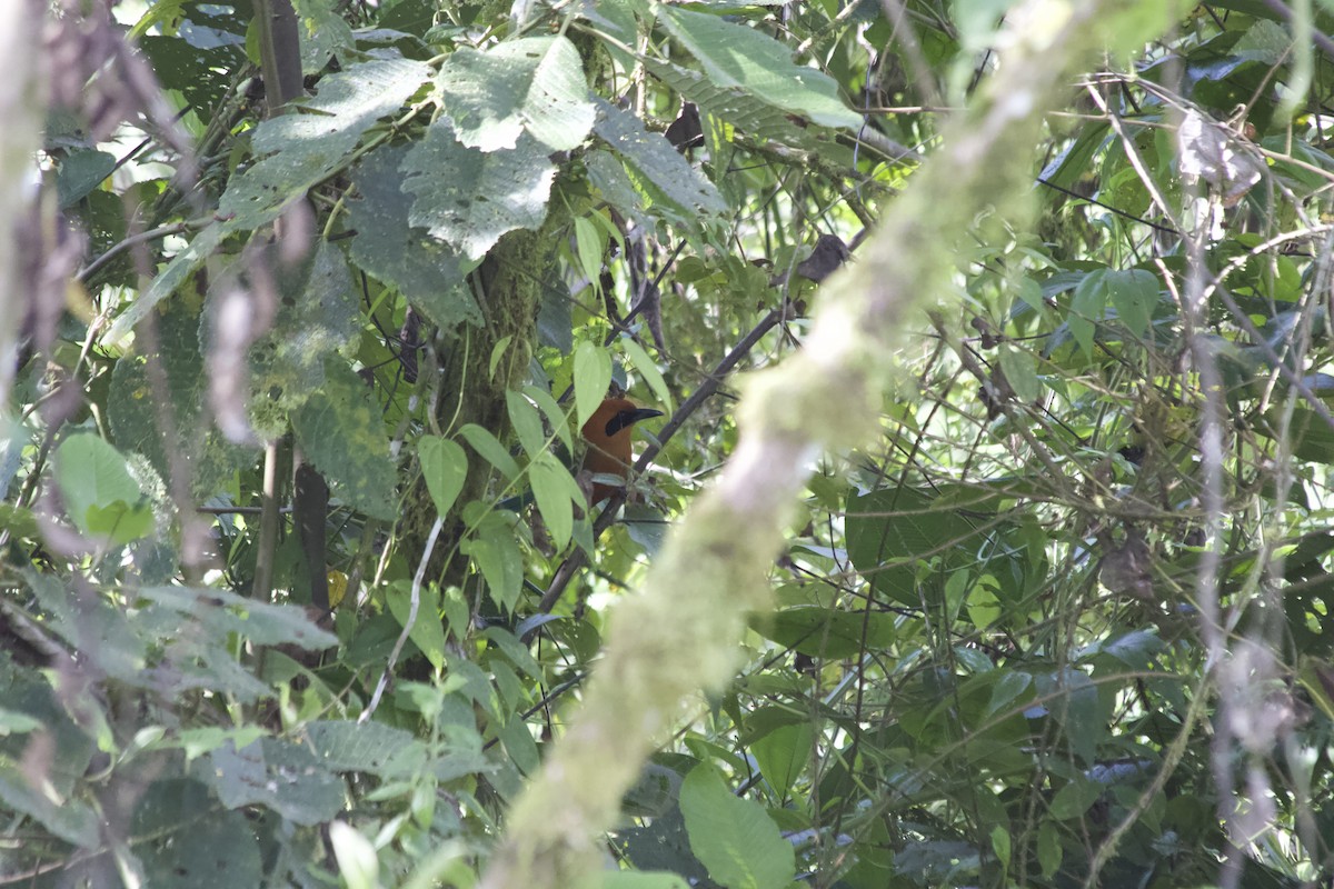 Rufous Motmot - ML620671943