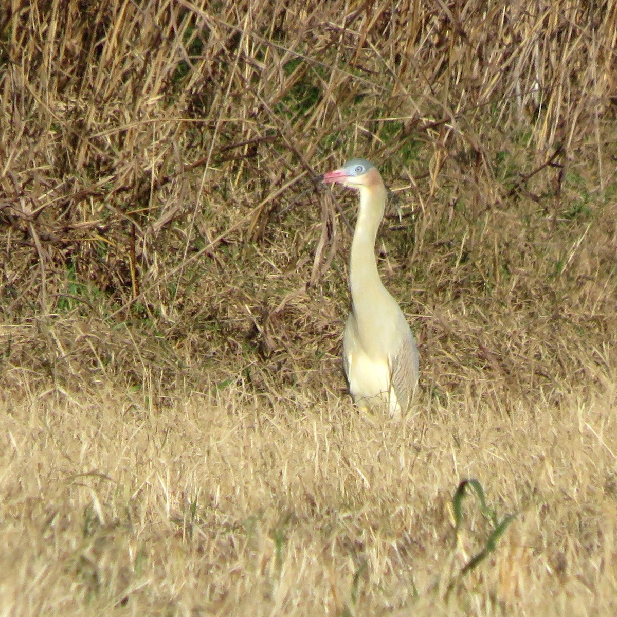 Whistling Heron - ML620671944