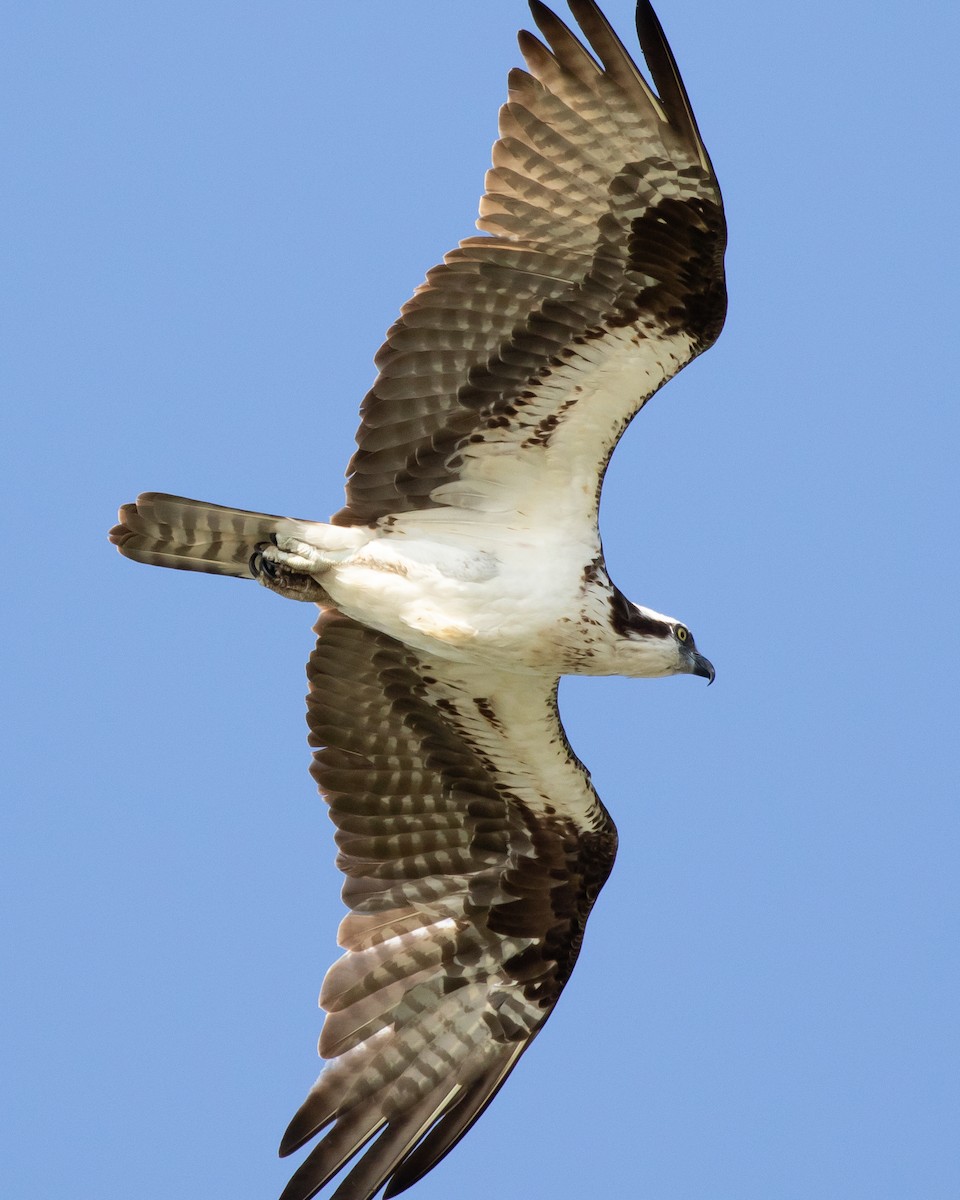 Águila Pescadora - ML620671946