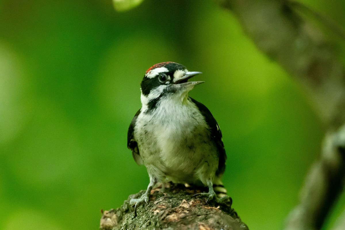 Downy Woodpecker - Bill Massaro