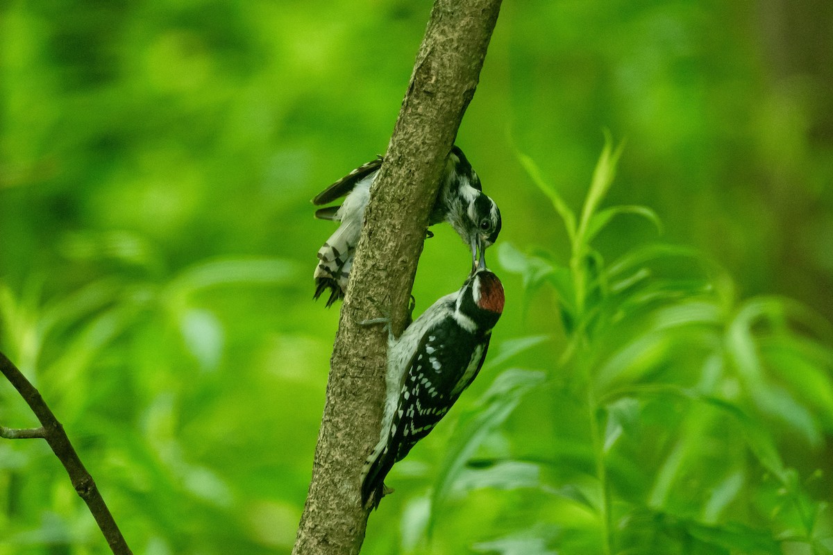 Downy Woodpecker - ML620671948