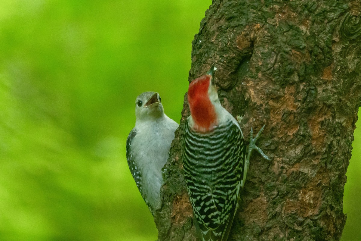 Red-bellied Woodpecker - Bill Massaro