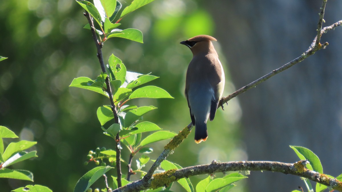 Cedar Waxwing - ML620671956