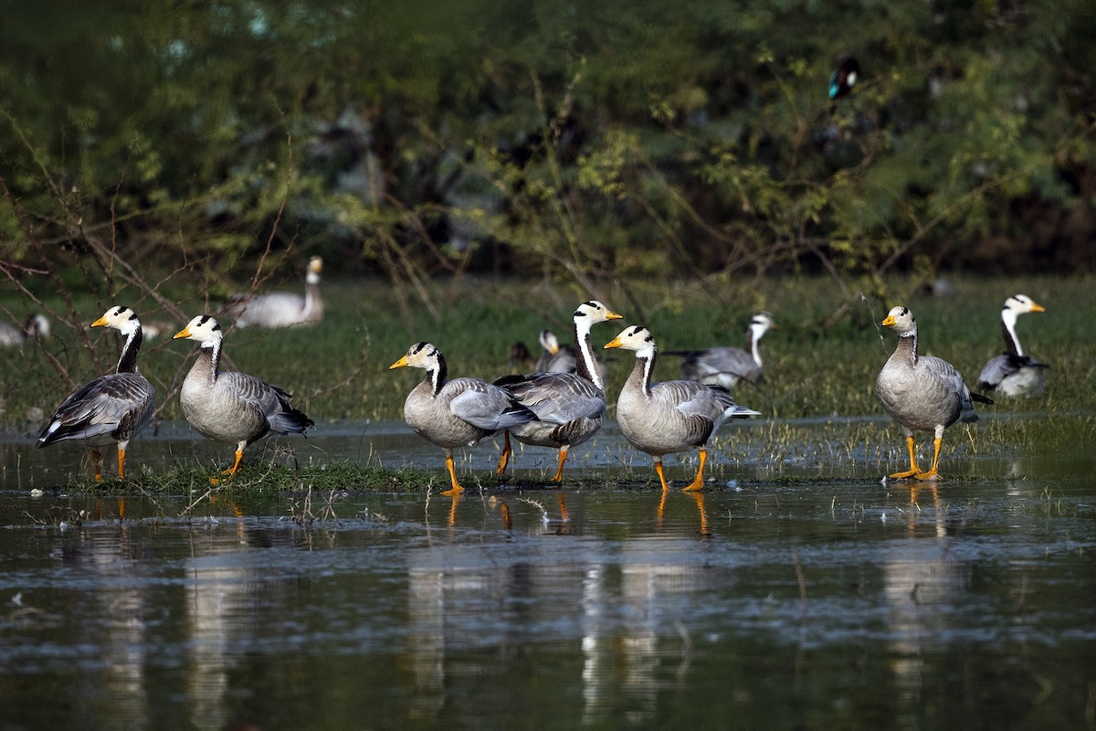 Bar-headed Goose - ML620671962