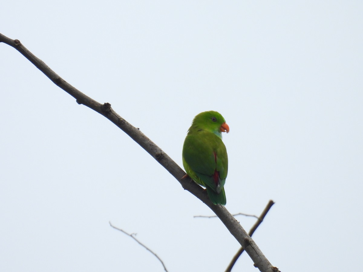 Vernal Hanging-Parrot - ML620671963