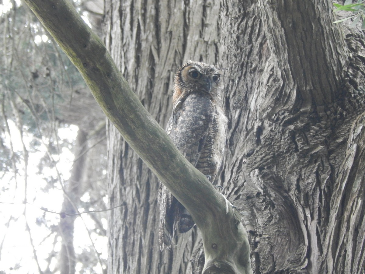 Great Horned Owl - ML620671969