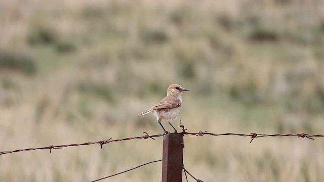 Mésange de Hume - ML620671986