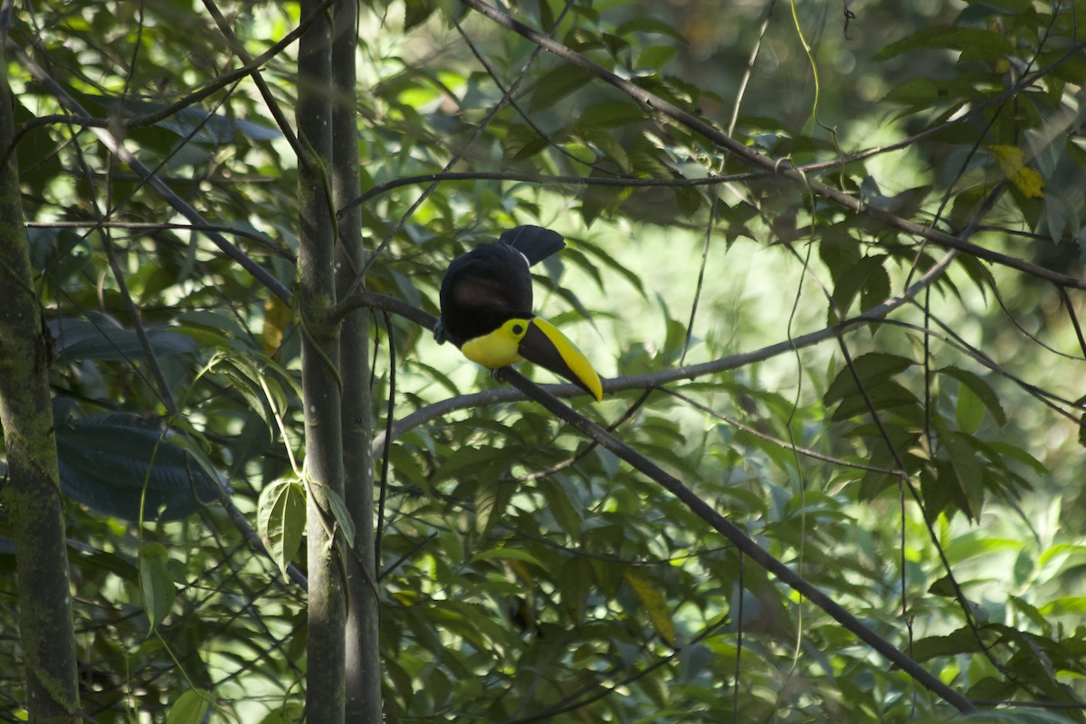 Yellow-throated Toucan - ML620671989