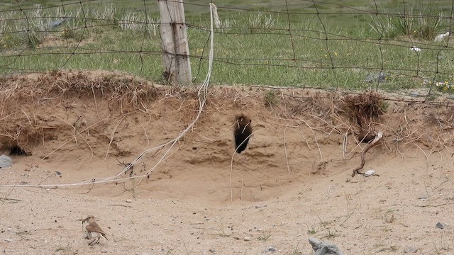 Ground Tit - ML620671990