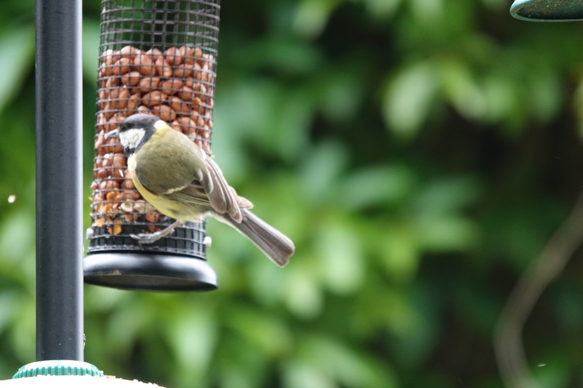 Great Tit - ML620671992