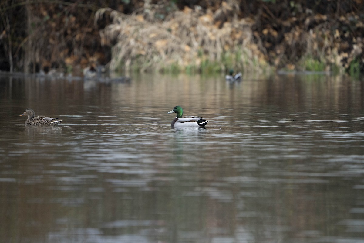 Mallard - ML620671993