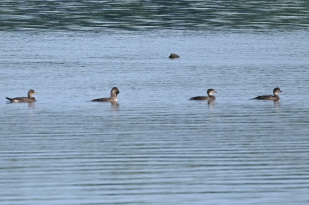 Hooded Merganser - ML620671995