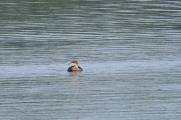 Hooded Merganser - ML620671996