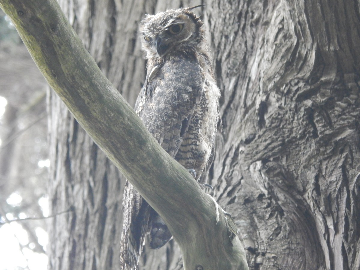 Great Horned Owl - ML620671999