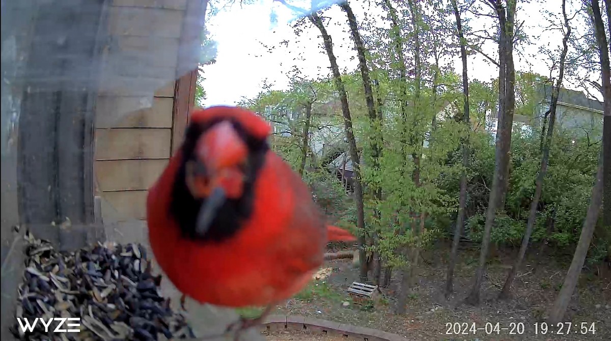 Northern Cardinal - Josh Hood