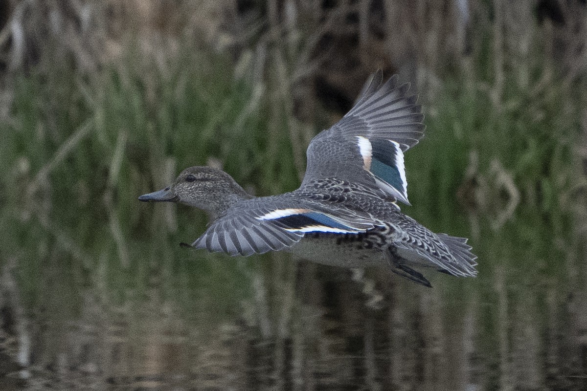 Green-winged Teal - ML620672003