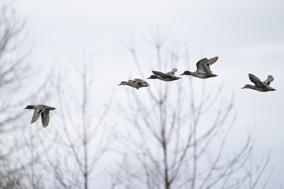 Green-winged Teal - ML620672005