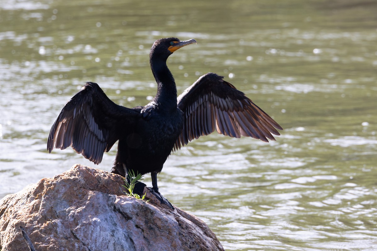 Cormoran à aigrettes - ML620672007