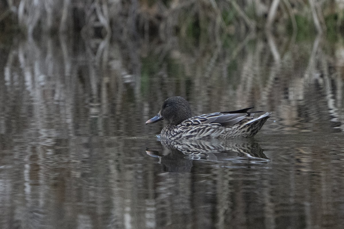 赤膀鴨 - ML620672008