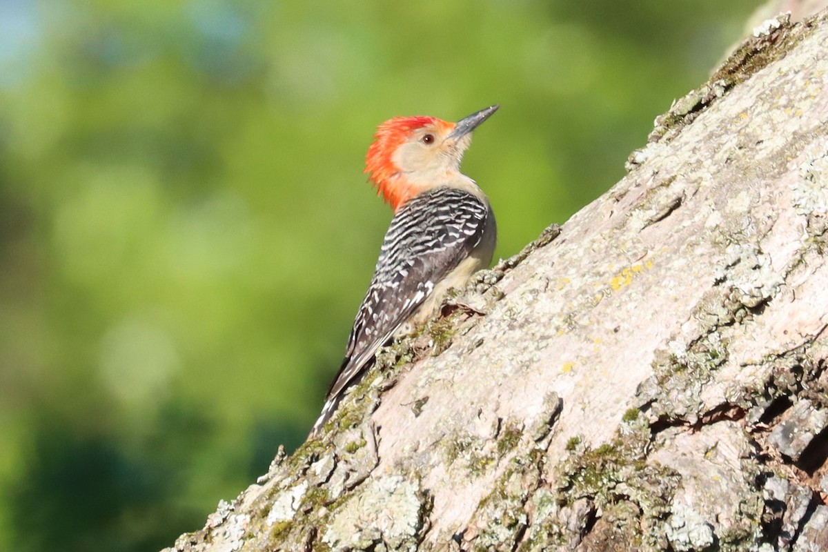 Red-bellied Woodpecker - ML620672009