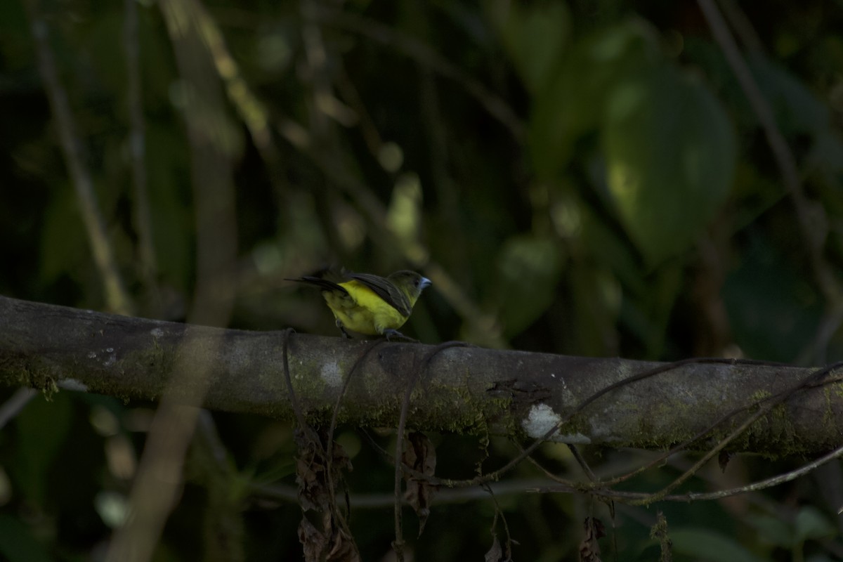 Flame-rumped Tanager - ML620672010
