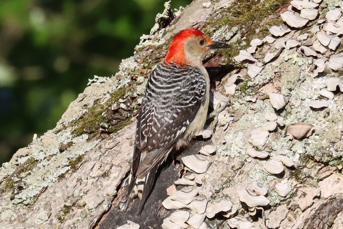 Red-bellied Woodpecker - ML620672011