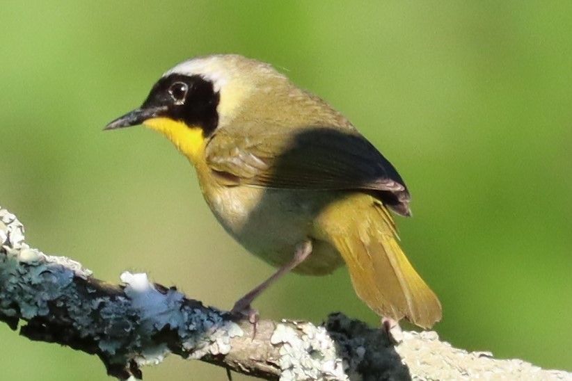 Common Yellowthroat - ML620672014