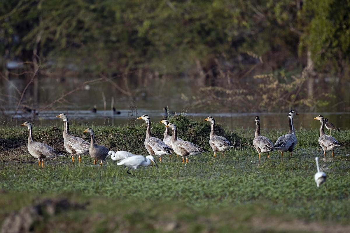 Bar-headed Goose - Wachara  Sanguansombat